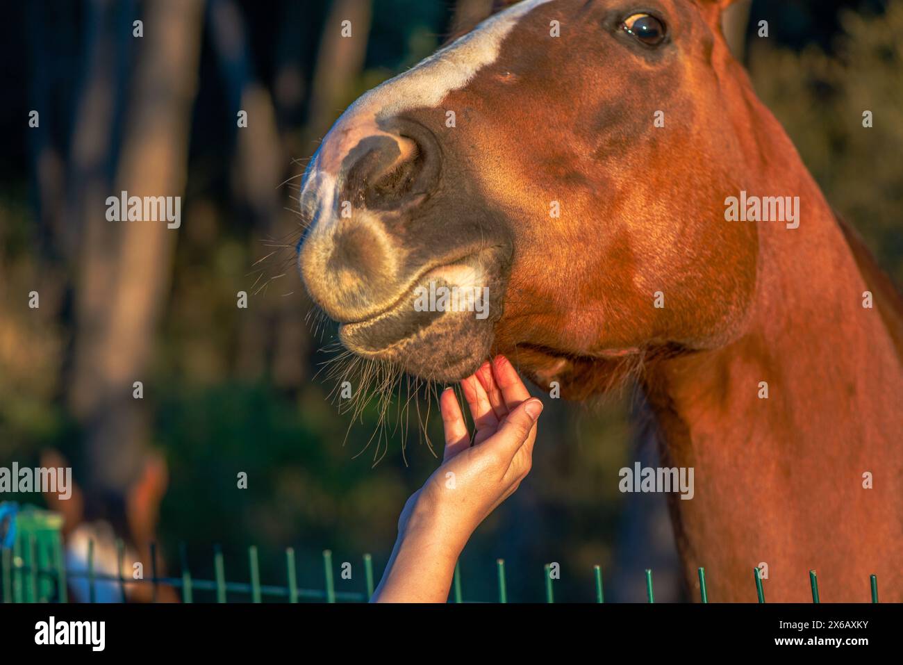 Die Hand einer Frau interagiert liebevoll mit einem braunen Pferd und zeigt die Bindung und Zuneigung zwischen Mensch und Pferd. Stockfoto