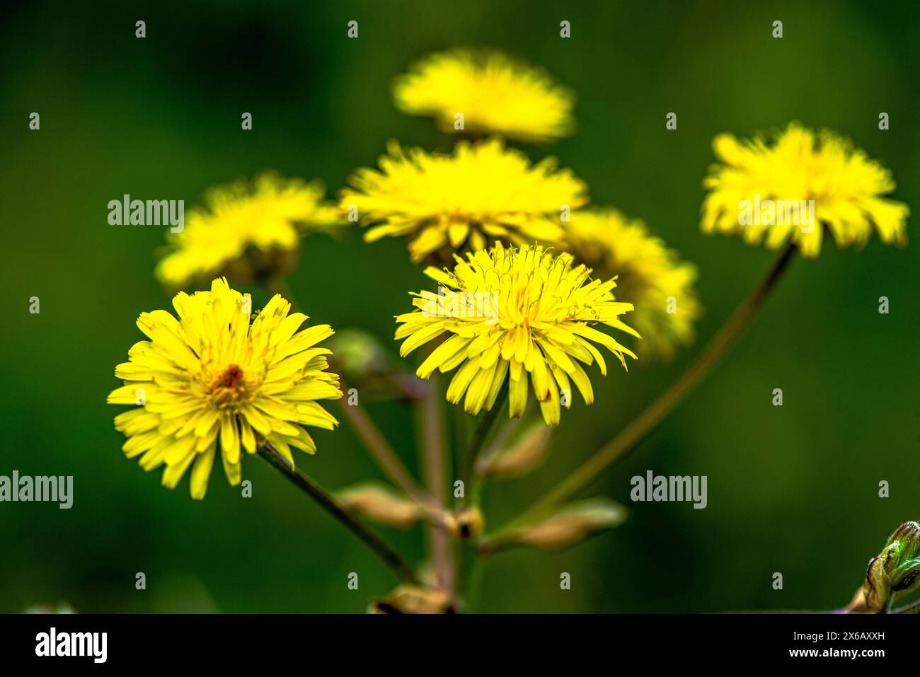 Ein atemberaubendes Makrofoto, das die komplizierten Details einer Gruppe von Taraxacum officinale, allgemein bekannt als Löwenzahn, festnimmt. Stockfoto