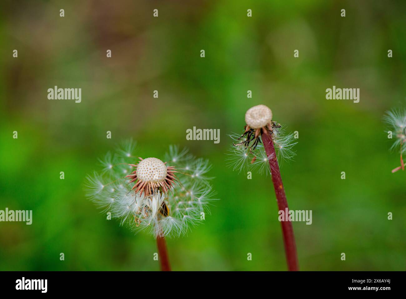 Eine fesselnde Makroansicht der Wunschblumen, die die zarten Details der Löwenzahnsamen enthüllt, die bereit sind, zu fliegen. Stockfoto