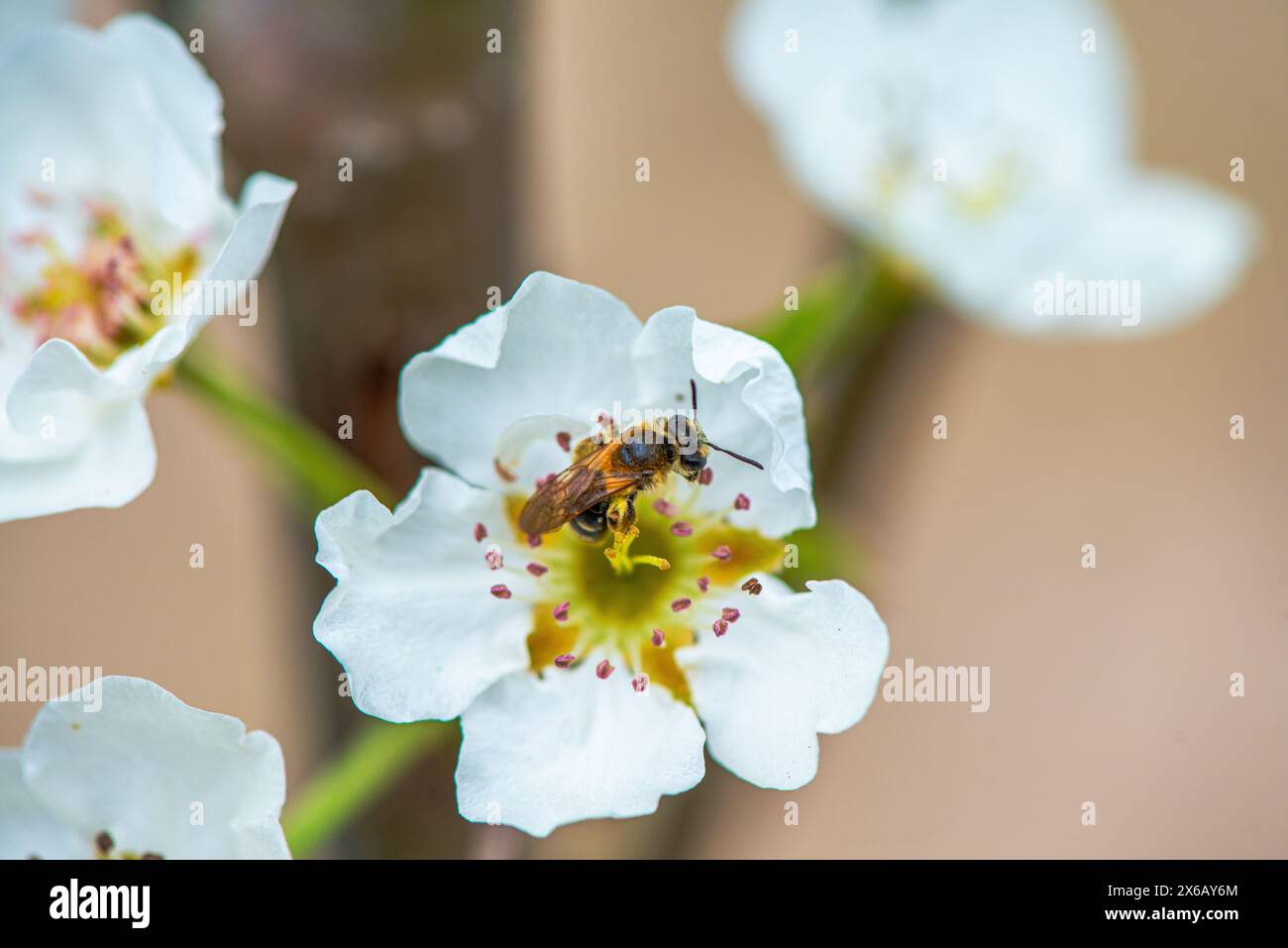 Ein detailliertes Makrofoto, das die komplizierte Schönheit einer Biene auf einer weißen Blume feststellt, Bestäubung in Aktion. Stockfoto