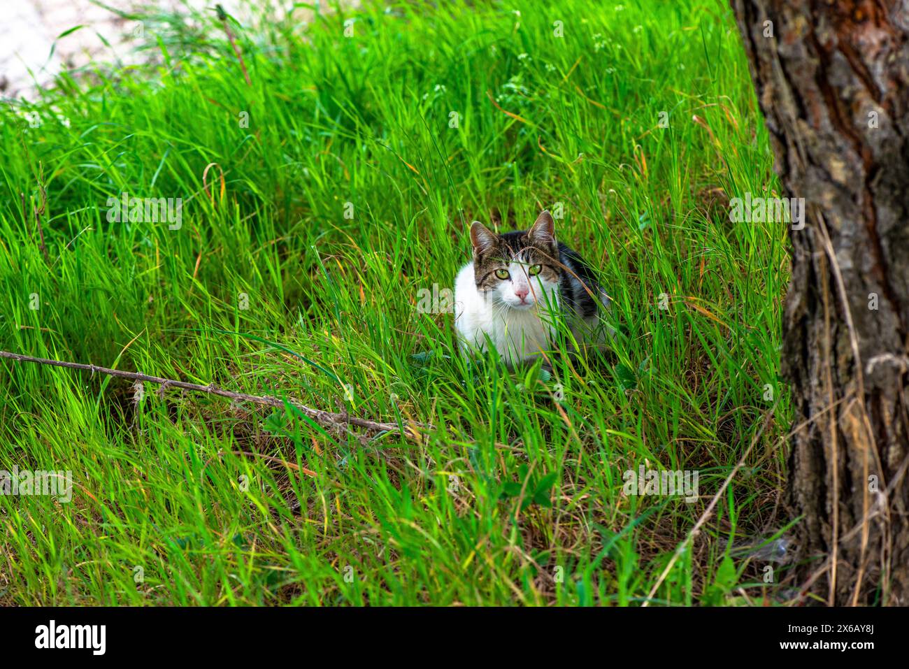 Eine verspielte Katze fügt sich nahtlos in das Gras ein und zeigt ihren natürlichen Instinkt für Tarnung und Outdoor-Erkundungen. Stockfoto