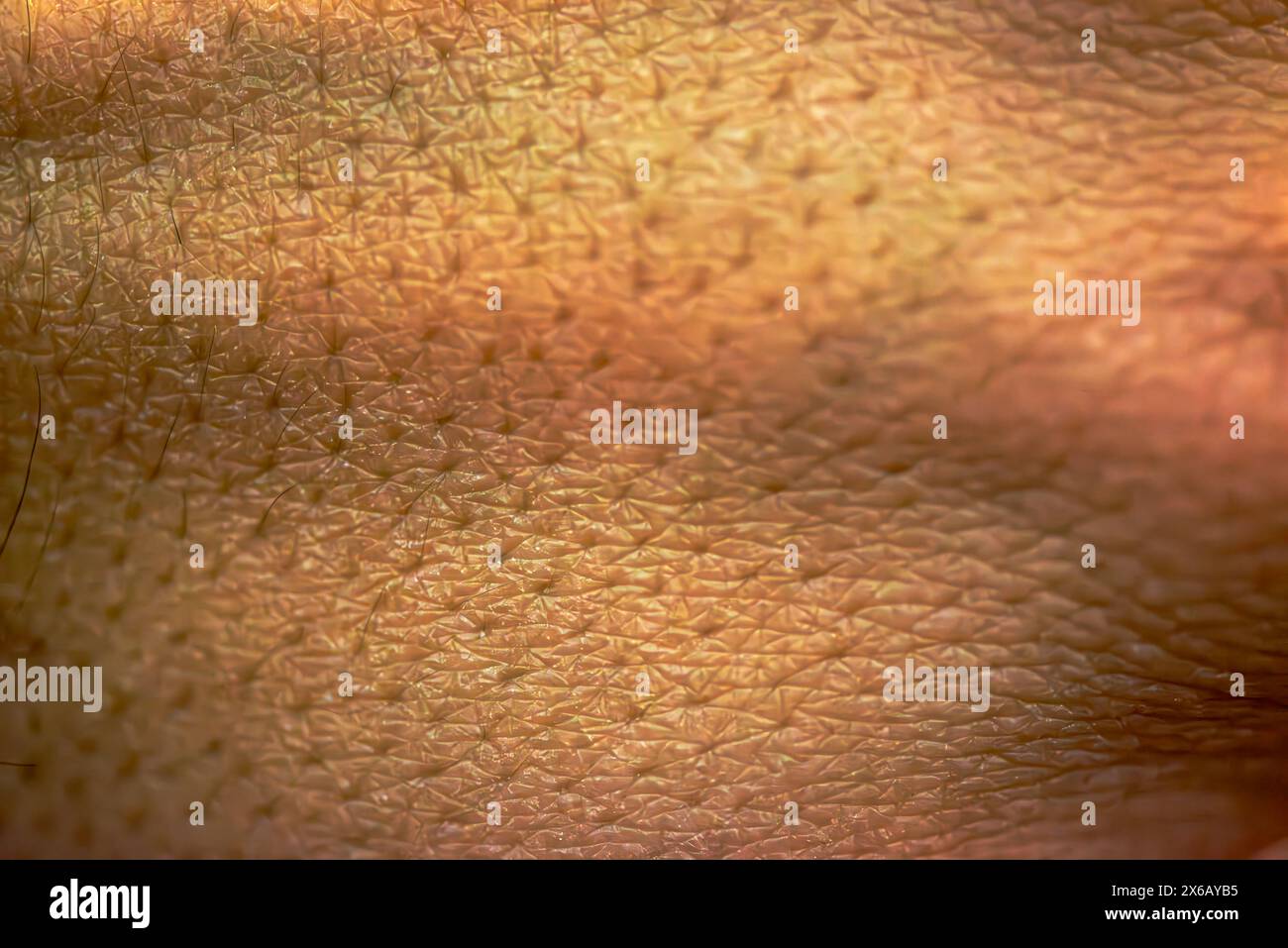 Ein faszinierendes Makrofoto, das die komplizierten Details der menschlichen Haut enthüllt und deren Textur und Schönheit aus nächster Nähe zeigt. Stockfoto