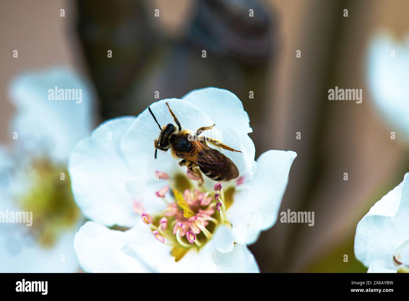 Ein detailliertes Makrofoto, das die komplizierte Schönheit einer Biene auf einer weißen Blume feststellt, Bestäubung in Aktion. Stockfoto