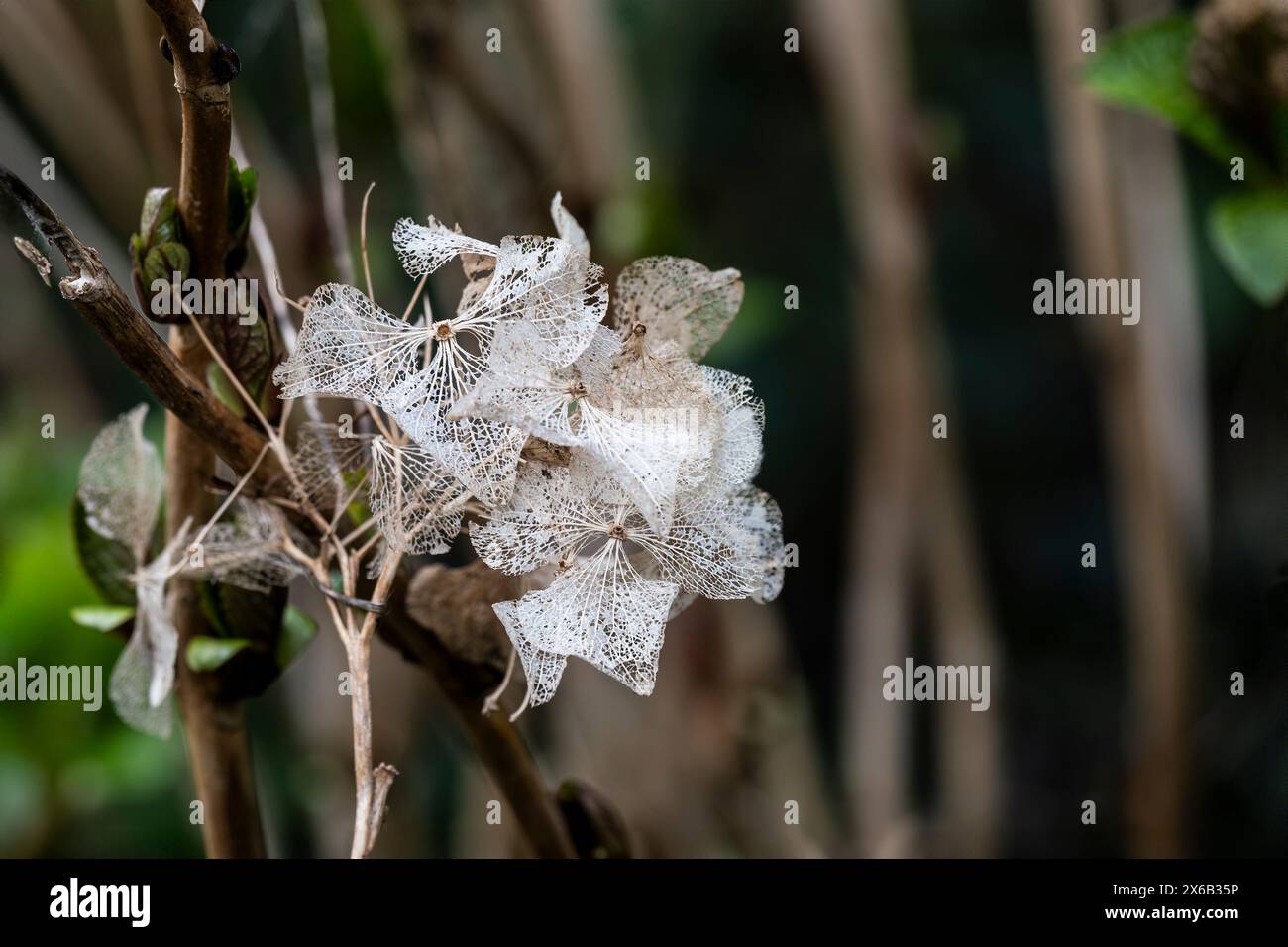 Die skelettgetrockneten Blüten einer toten Hortensie-Blüte in einem Garten in Großbritannien. Stockfoto