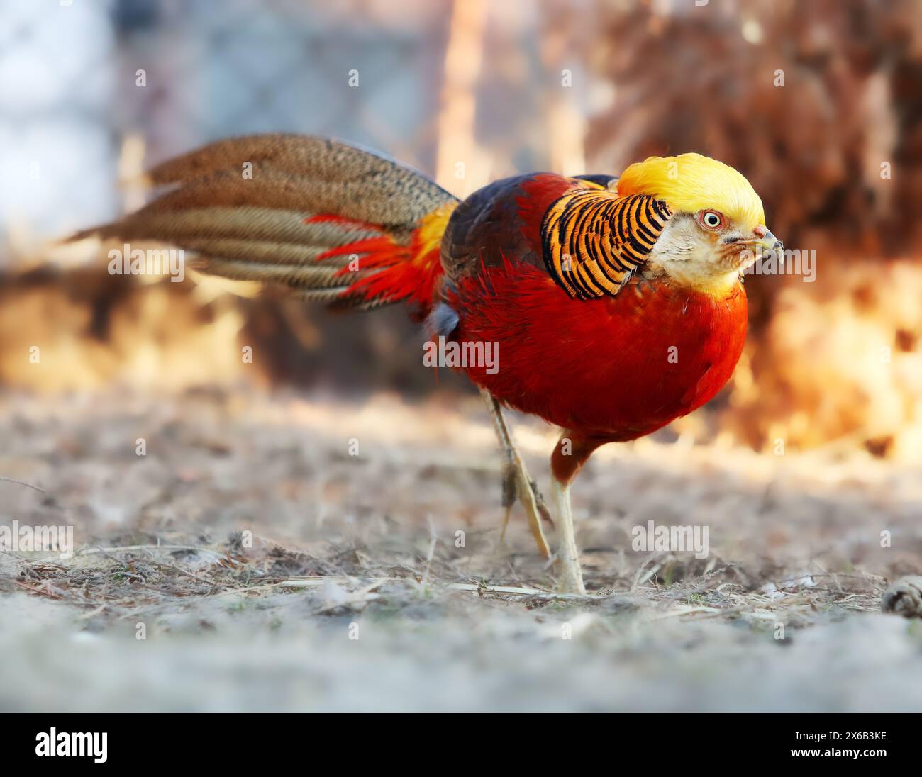 Goldener Fasan in wilder Natur Stockfoto