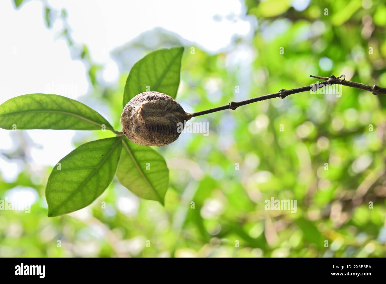 Die Eikapsel einer Mantis, die an einem kleinen Pflanzenstamm befestigt ist, ist von unten zu sehen Stockfoto