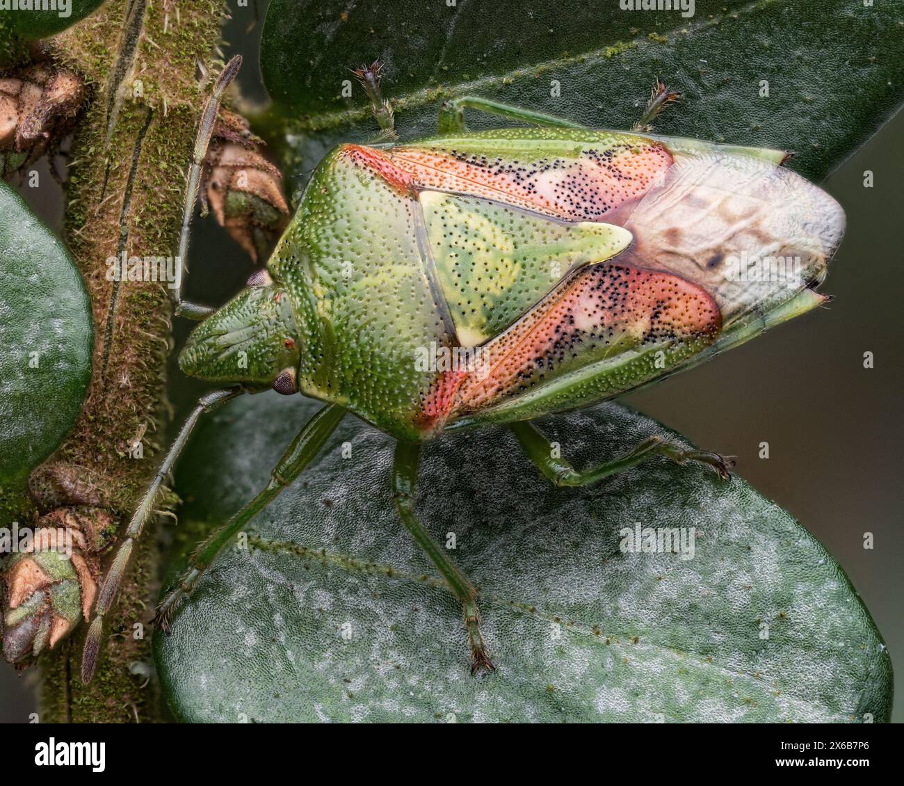 Wacholder Shieldbug (Cyphostethus tristriatus). Tipperary, Irland Stockfoto
