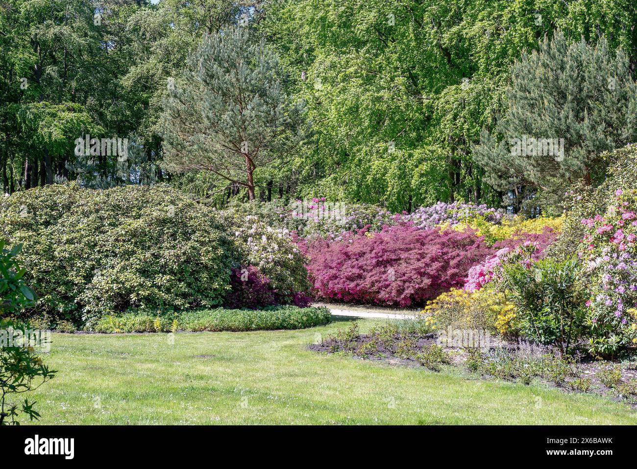 Rhododendronpark in Graal-Mritz - 13.05.2024: Symbolbild: Rhododendren -  mit einer prachtvollen Blten Kulisse zeigt sich bereits der  Rhododendronpark in Graal-Mritz. Auf dem 4,5 Hektar groen Gelnde wachsen  mehr als 2500 Pflanzen. Beliebt