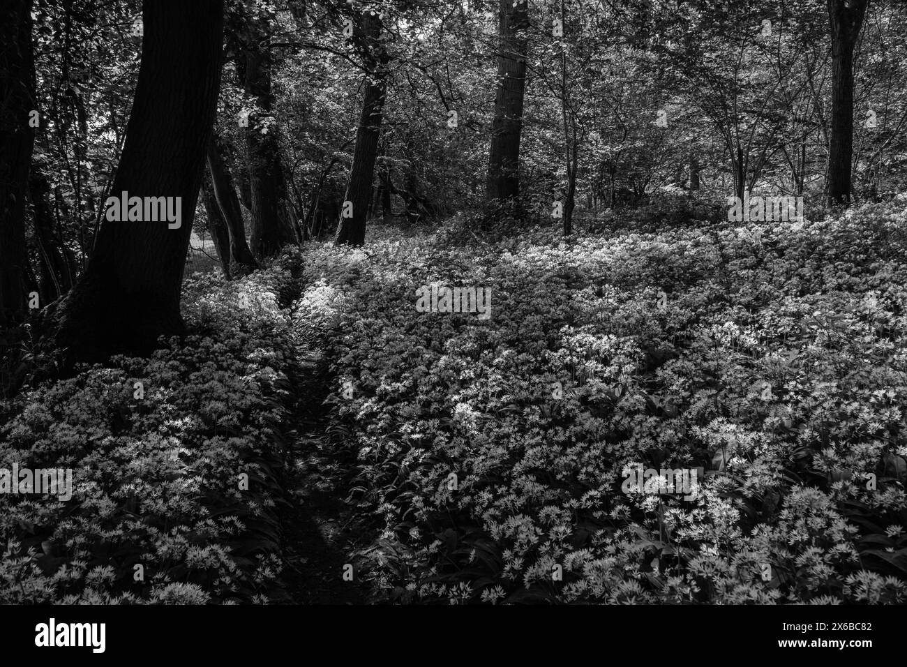Waldweg führt durch einen Teppich von Ramsons (Allium ursinum), auch bekannt als Wilder Knoblauch. Fownhope Herefordshire Vereinigtes Königreich. Mai 2024 Stockfoto