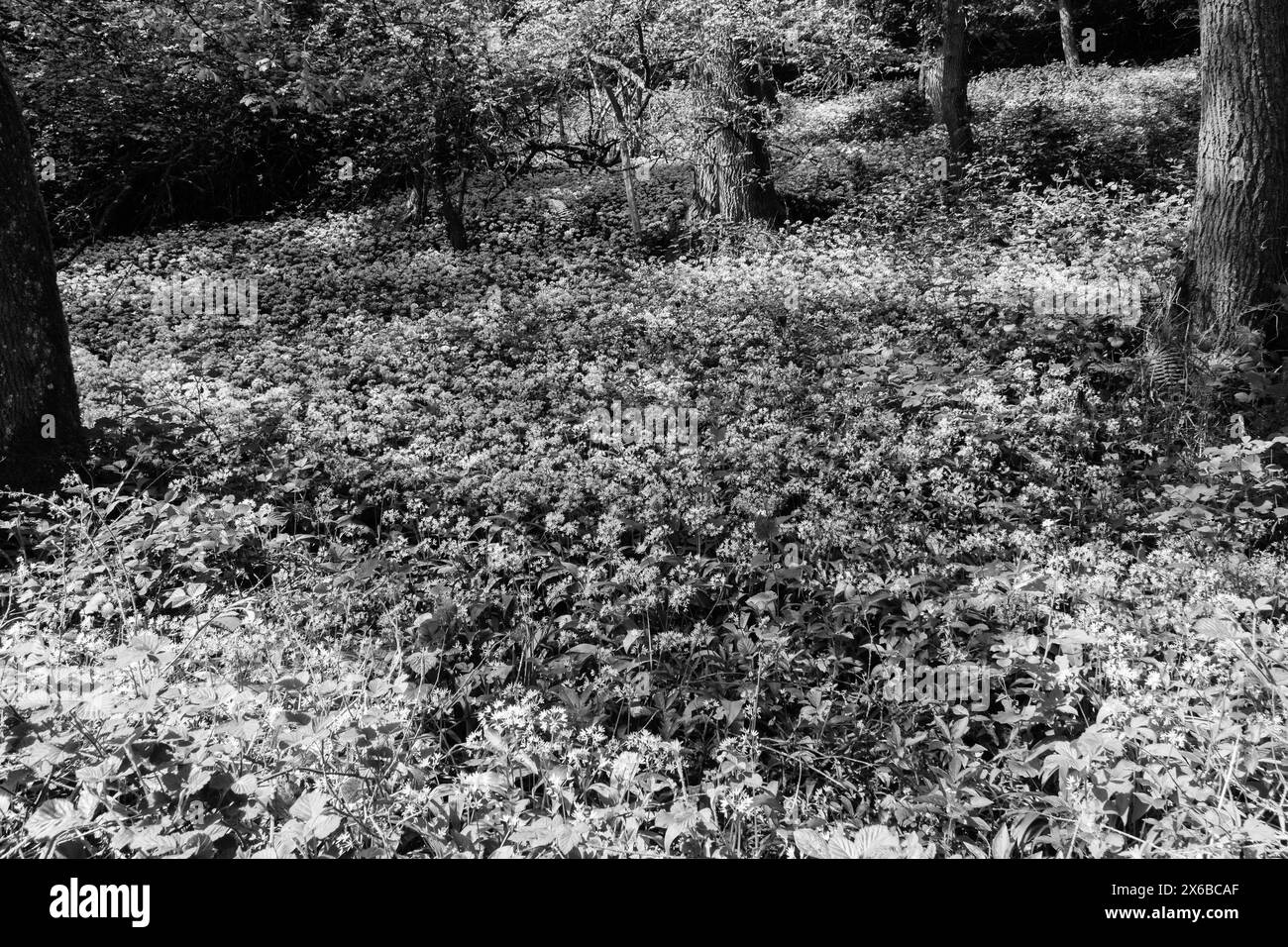 Waldboden mit Teppichboden und einer Fülle von Ramsons (Allium ursinum), auch bekannt als Wilder Knoblauch. Fownhope Herefordshire Vereinigtes Königreich. Mai 2024 Stockfoto