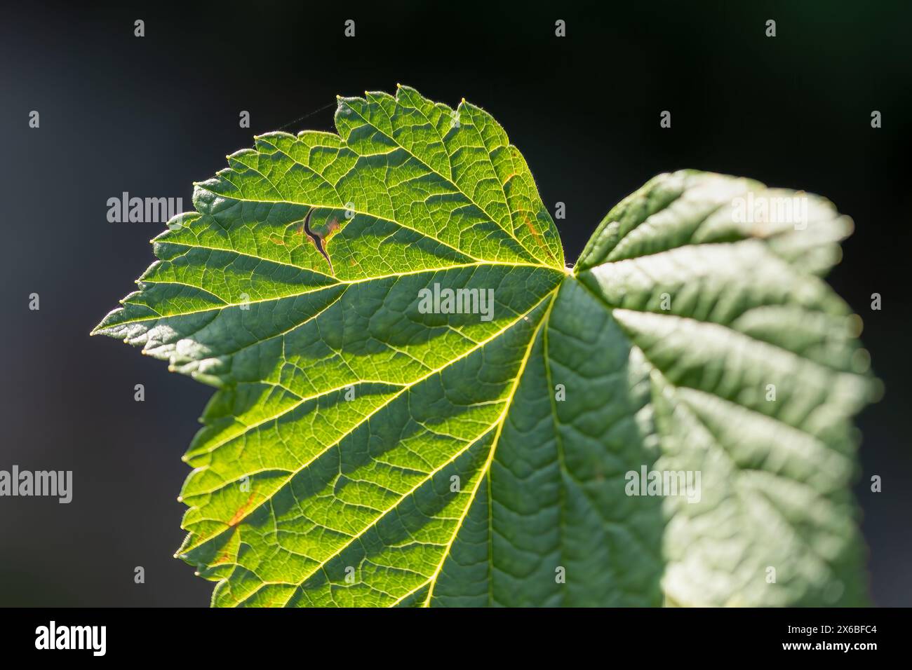 Nahaufnahme eines Blattes schwarzer Johannisbeere (ribes nigrum) in der Sonne - selektiver Fokus auf der linken Seite Stockfoto