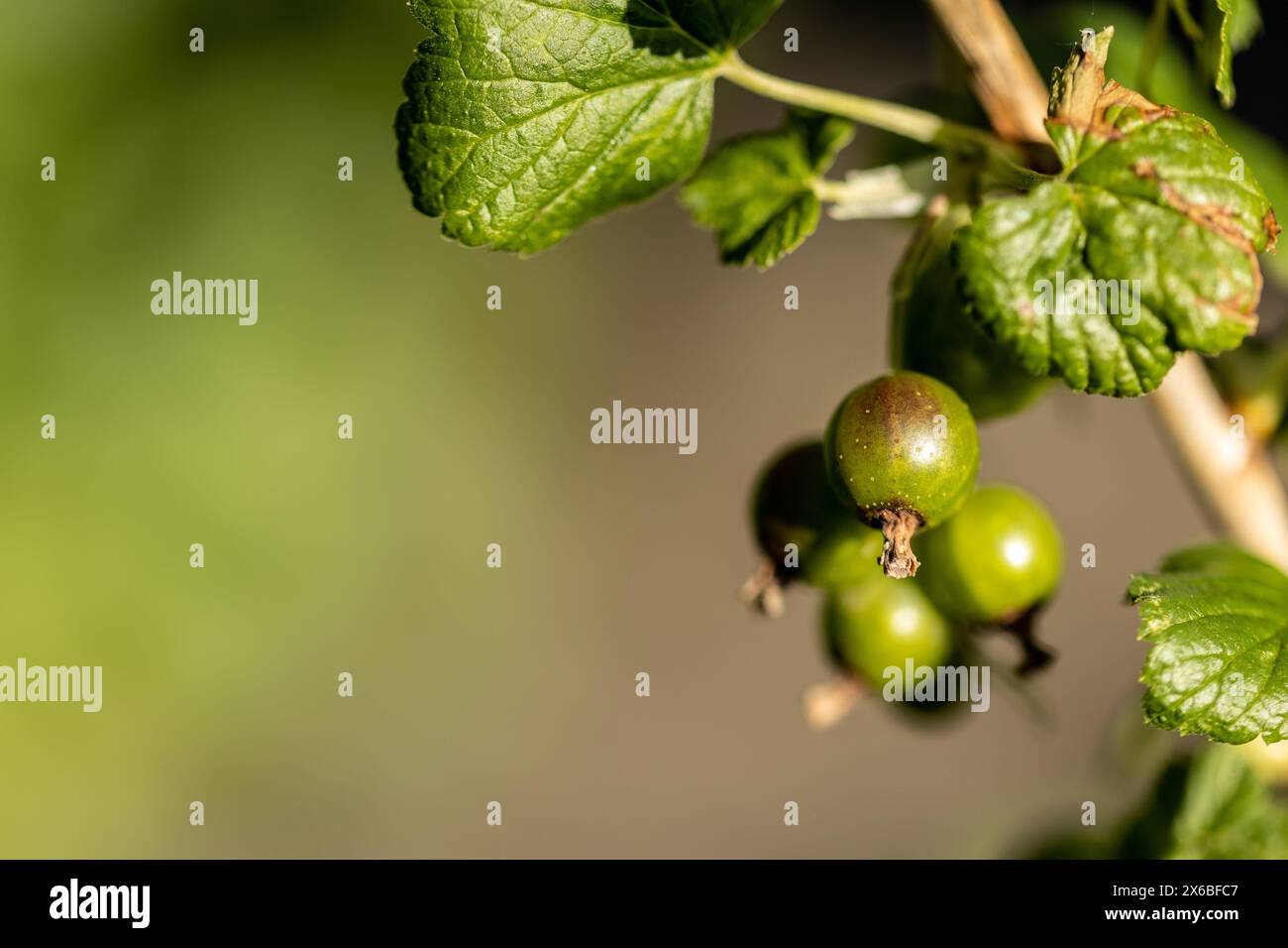 Nahaufnahme von grünen Beeren der schwarzen Johannisbeere (ribes nigrum) in der Sonne Stockfoto