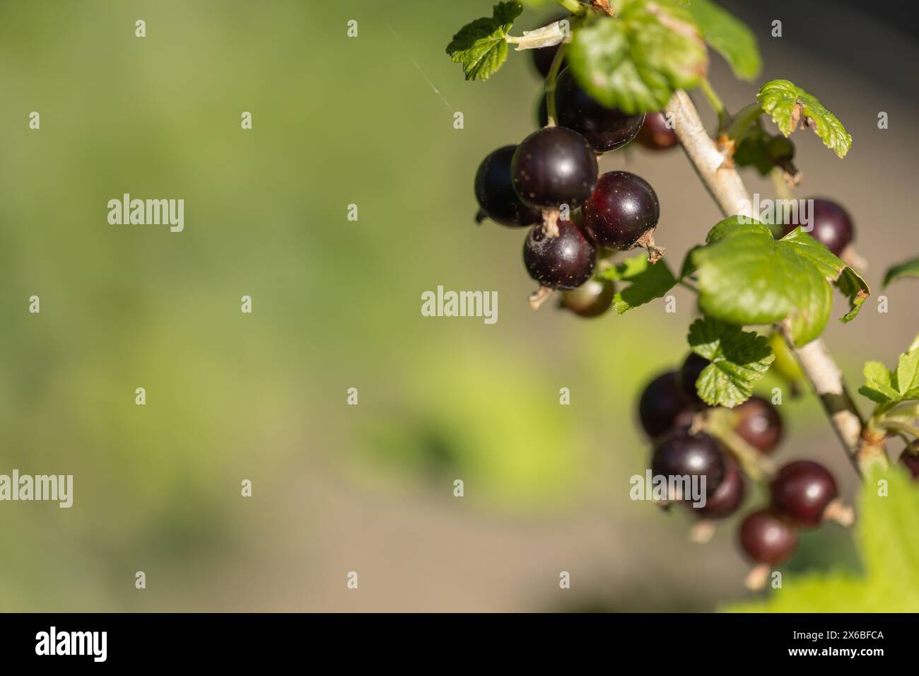 Nahaufnahme von schwarzen Beeren der schwarzen Johannisbeere (ribes nigrum) in der Sonne Stockfoto