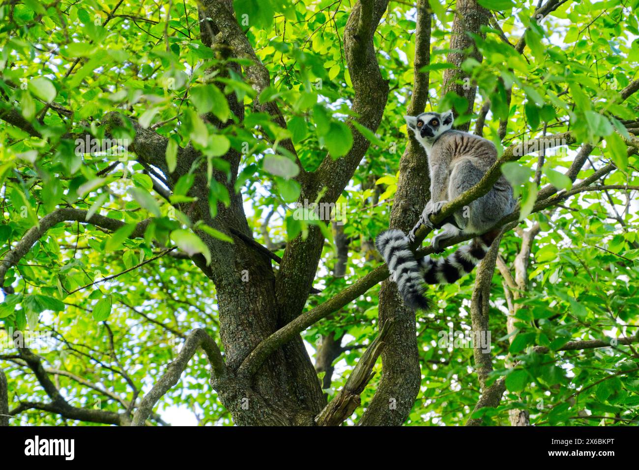 Lemur sitzt auf einem Baum schönes Foto, hohe Auflösung, schöne Wetterbaumkrone Stockfoto