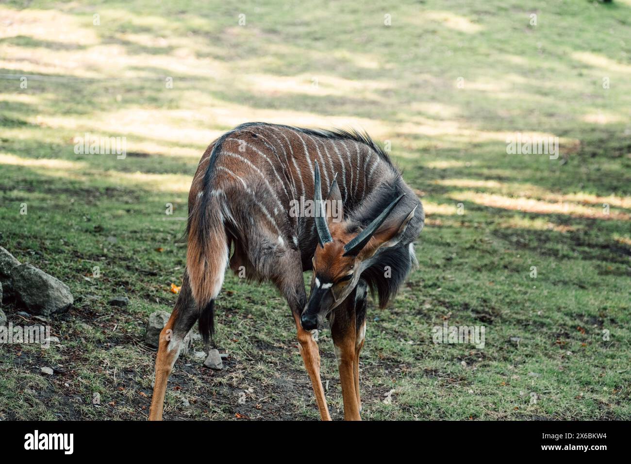 Eine gestreifte Antilope weidet im Grasland, ihre wachsame Haltung spiegelt die anmutige Widerstandsfähigkeit der Wildnis wider Stockfoto