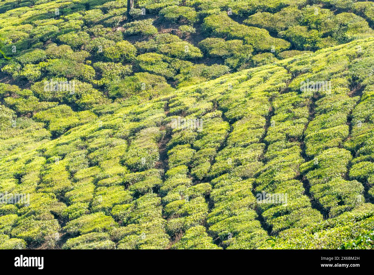 Malerische Aussicht auf die Teefelder in Munnar, den Hochländern des Anamudi Shola Nationalparks, Kerala, Indien Stockfoto