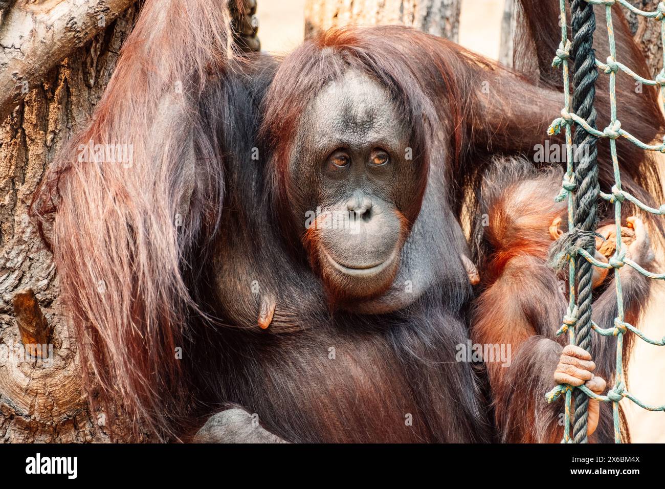 Orang-Utan, der seine Jungen hüllt, ein zärtlicher Moment der mütterlichen Liebe in der Umarmung der Baumkronen Stockfoto