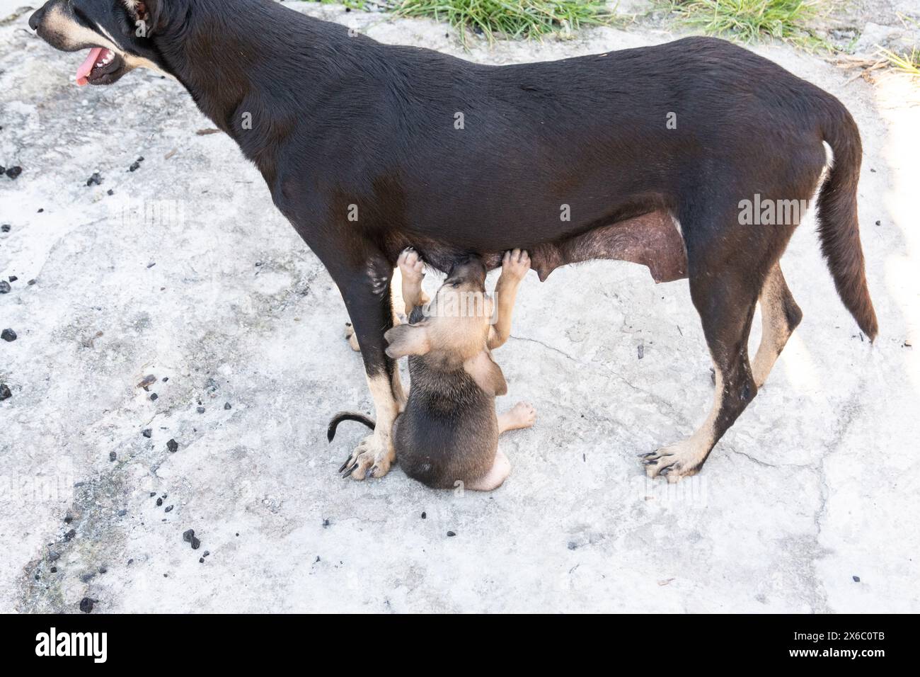 Ein Welpe, der seine Mutter säugt. Tierleben. Mutterschaftskonzept Stockfoto