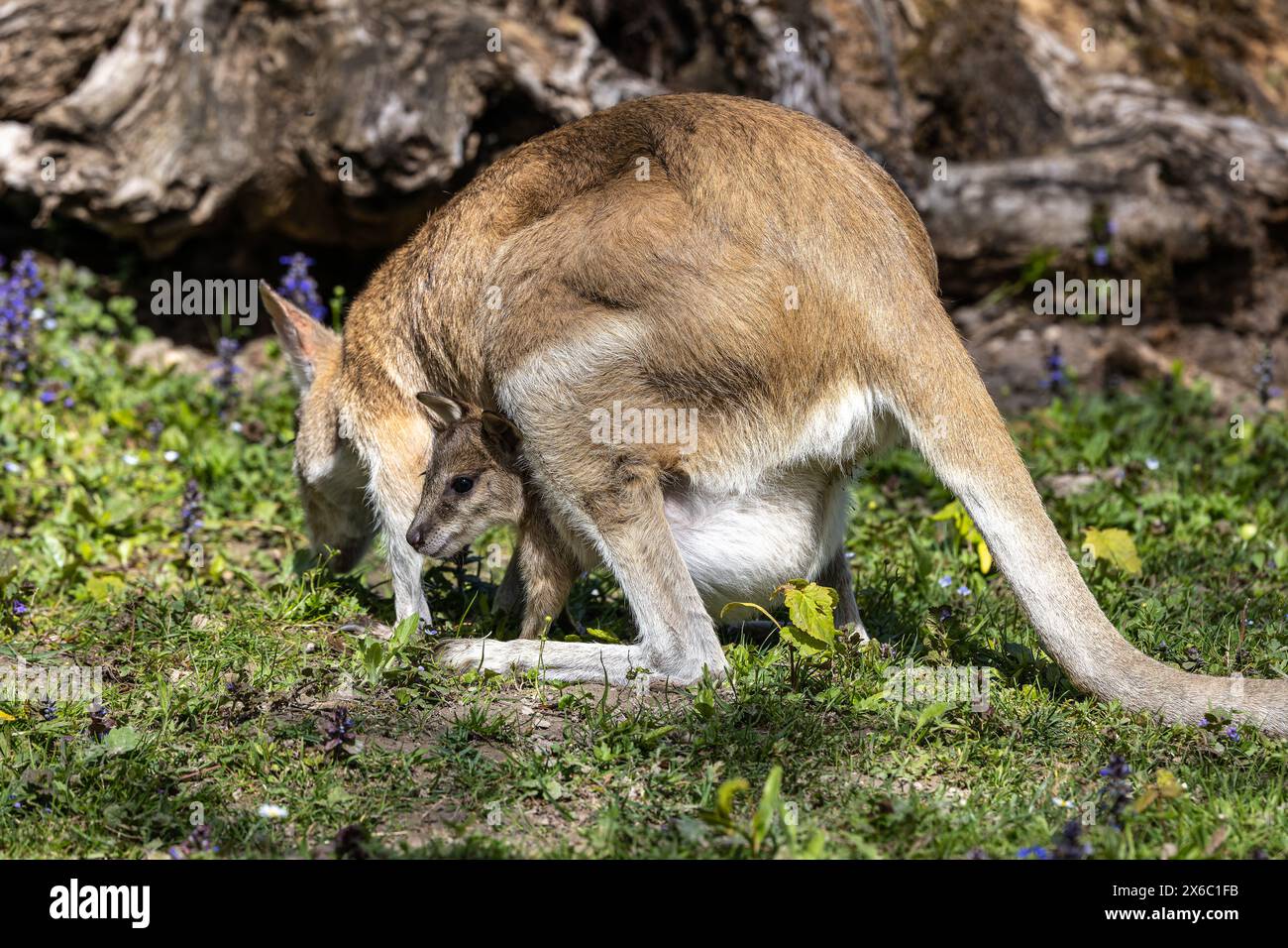 Macropus agilis, auch bekannt als Sandwallaby, ist eine Wallaby-Art, die in Nordaustralien und N zu finden ist Stockfoto