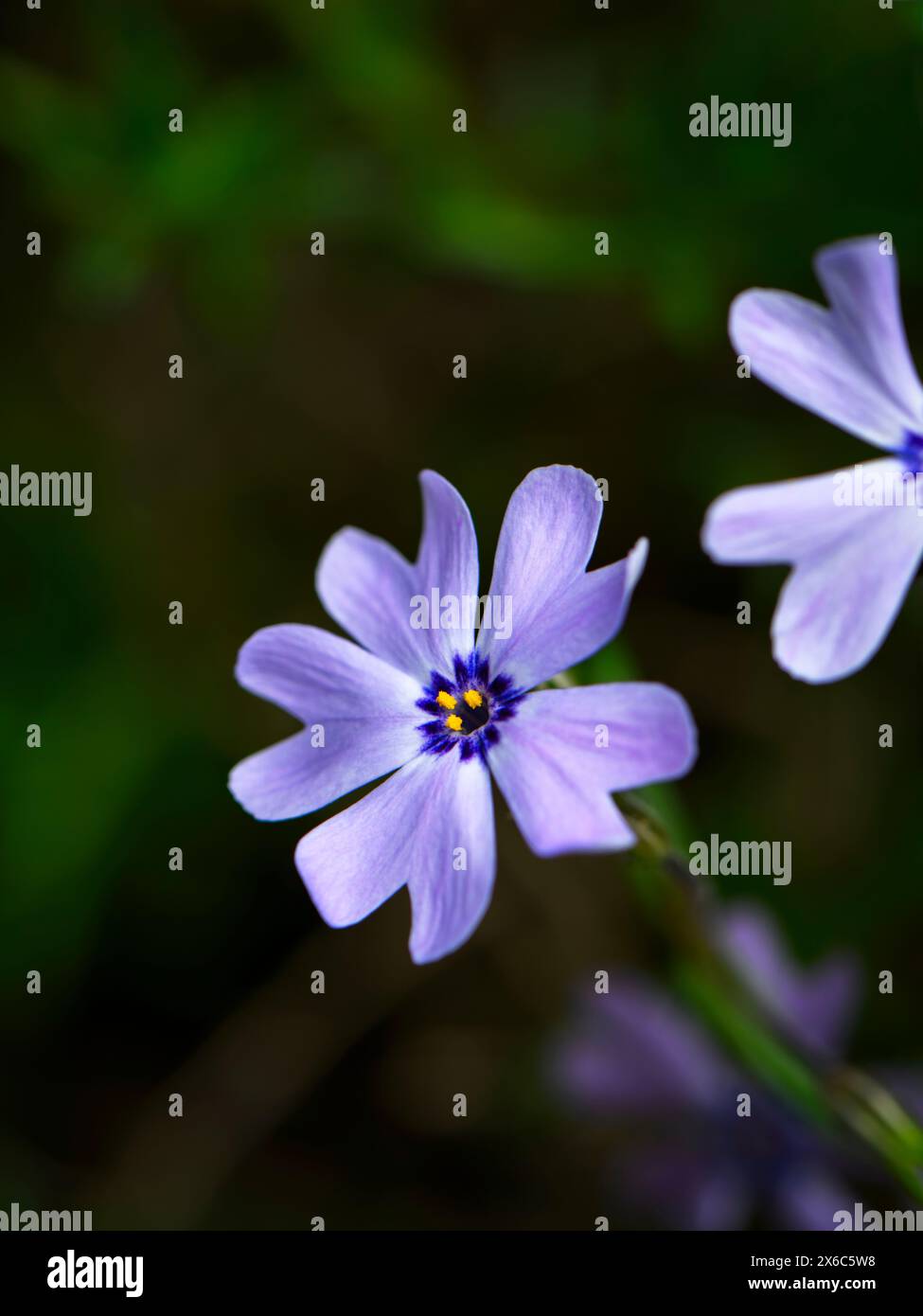 Phlox subulata - (violette Frühlingsblühende mehrjährige Bodendeckenpflanzen Close-up, Bokeh) - English Country Garden Flowerbed, West Yorkshire England UK. Stockfoto