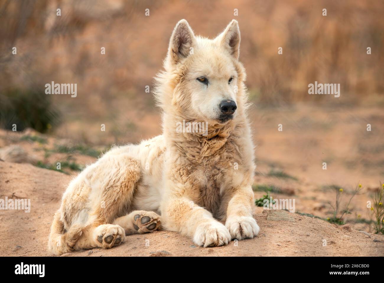 Mexikanische Grauer Wolf Stockfoto