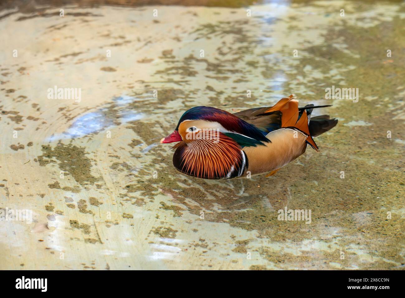 Mandarin Ente Stockfoto