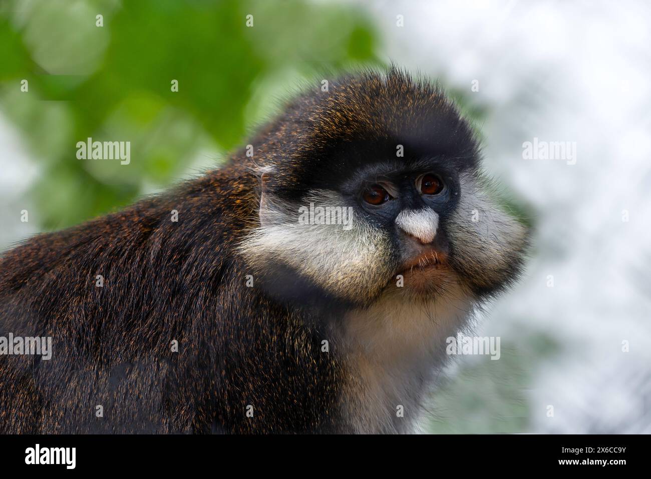schmidts Guenon Stockfoto