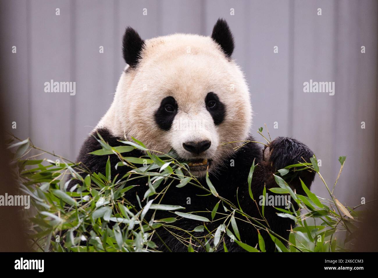 Niedlicher Riesenpanda (Tian Tian) isst Bambus im National Zoo von Washington DC Smithsonian Stockfoto