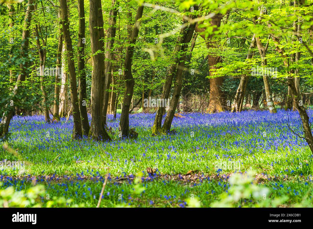 Sonnendurchflutete Waldblumen in Sussex mit Massen lebendiger Glockenblumen und grünem Laub, das sich von den Bäumen abhebt. Hyancinthoides non-scripta. Stockfoto