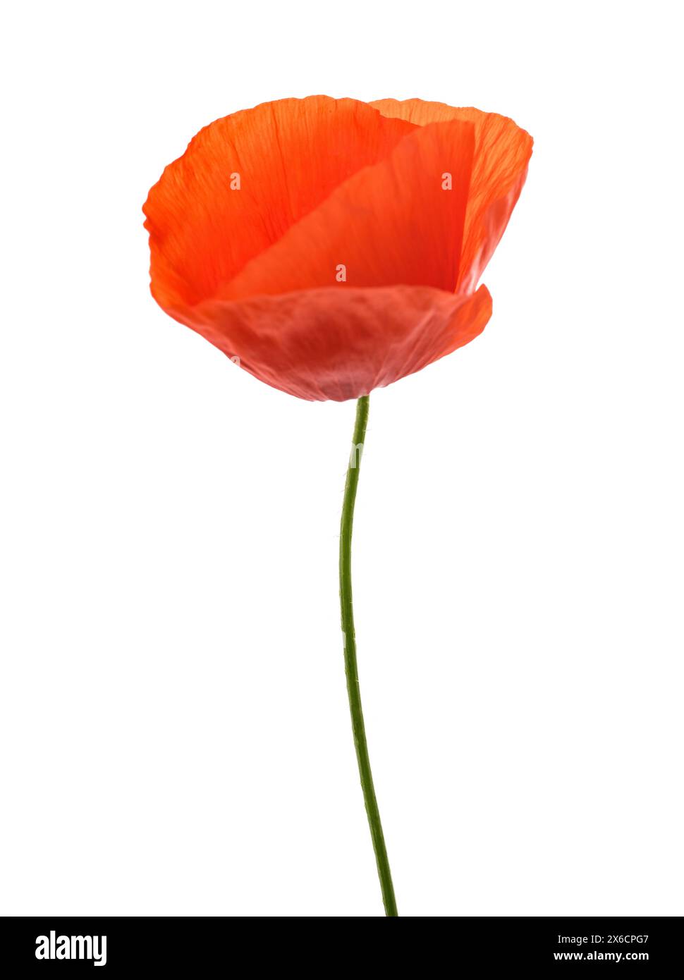 Roter Mohn Blume auf weißem Hintergrund Stockfoto