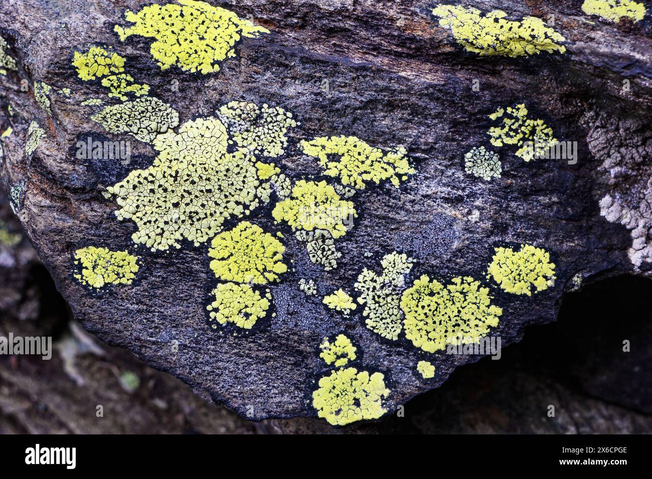 Rhizocarpon geographicum Lichen auf Einem Felsen Stockfoto
