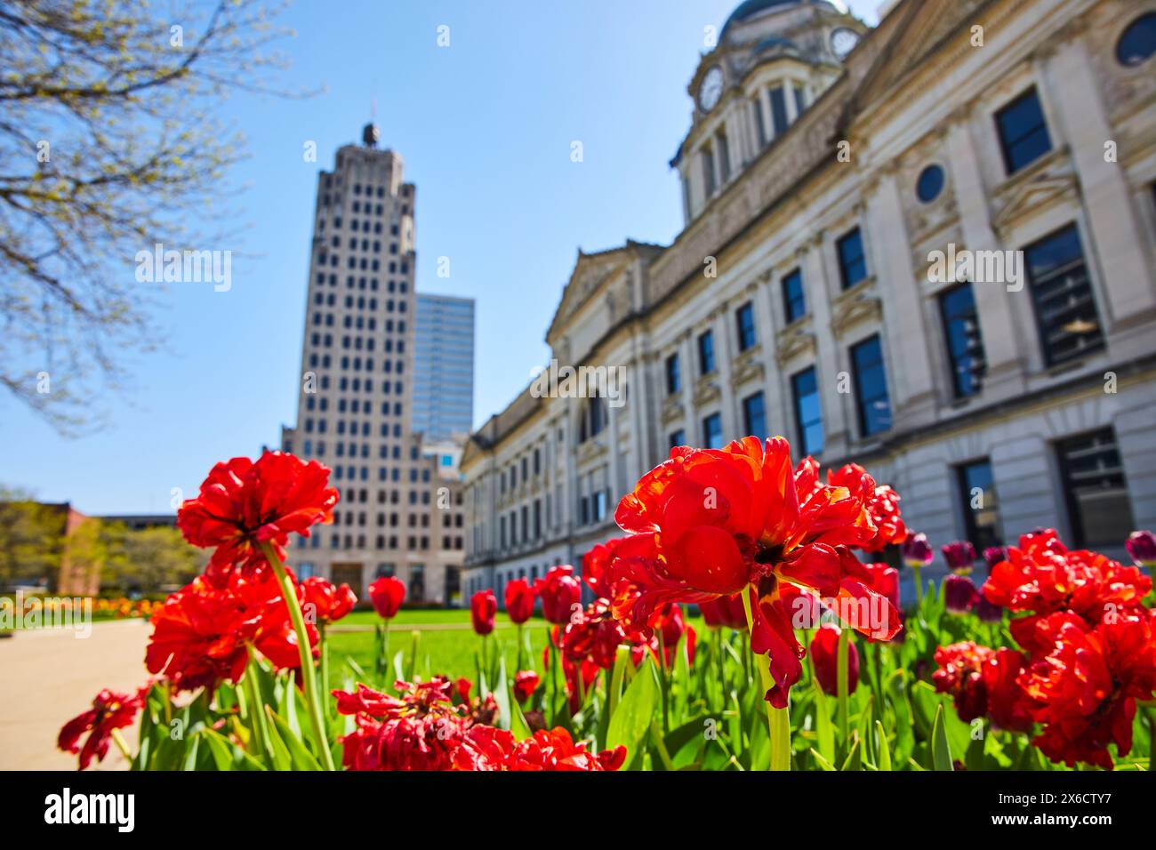 Frühlingserneuerung in urbaner Landschaft: Rote Tulpen und historische vs. Moderne Architektur Stockfoto