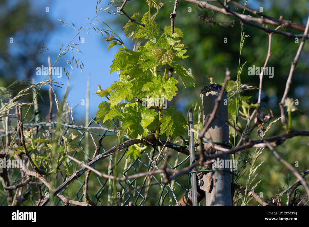 Junge Weinblätter, Zweige und Gräser auf einem Zaun, im Frühjahr aufgenommen. Stockfoto