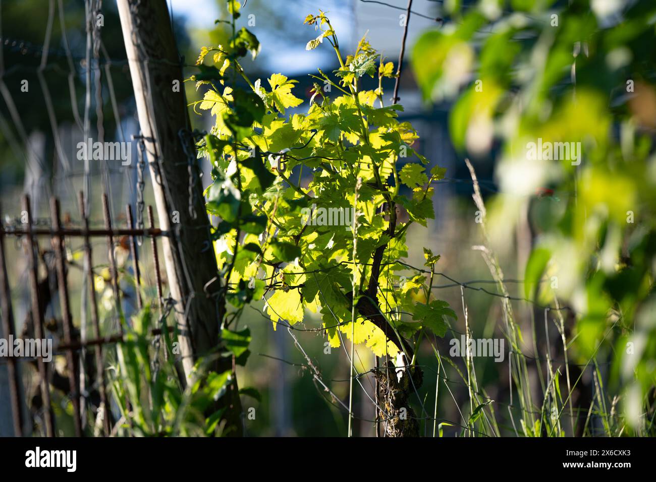 Bewachsener Weinberg im Frühjahr, Nahaufnahme, aufgenommen in Süddeutschland. Stockfoto