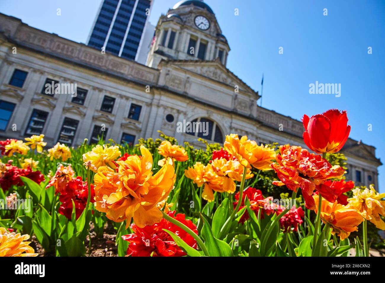 Lebhafte Tulpen und Architektur im Fort Wayne Courthouse, Low Angle View Stockfoto