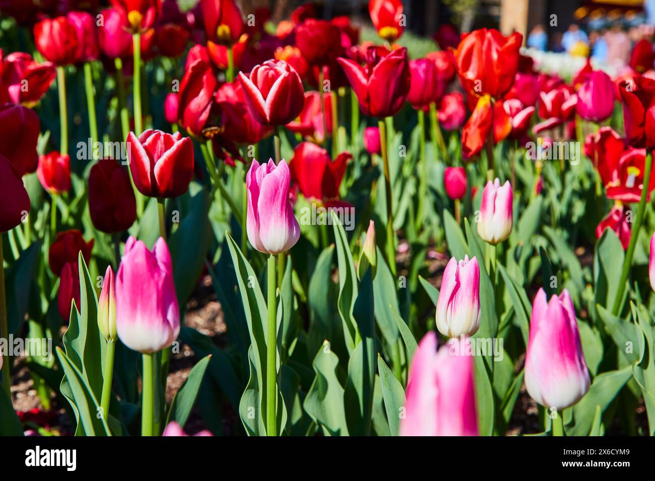 Leuchtende rosafarbene und rote Tulpen im Springtime Botanical Garden, Blick auf Augenhöhe Stockfoto