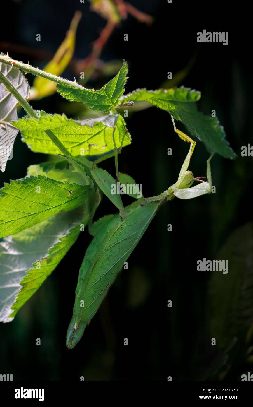 Ein Blattinsekt, Phyllium giganteum, hängt in den Zweigen und ist in den echten Blättern getarnt. Die Fähigkeit, sich in ihre Umgebung einzufügen, ist ein Defe Stockfoto