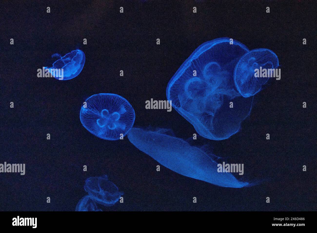 Biolumineszierende Quallen im Deep Blue Ocean, Ethereal Underwater View Stockfoto