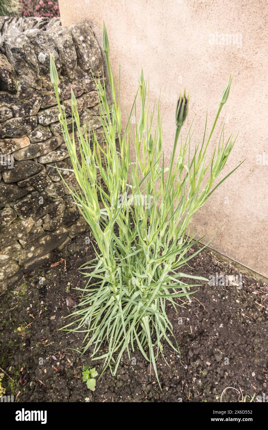 Er soll mit seiner purpurpurnen Blüte und linear.grass-like Blättern verrottet sein Stockfoto