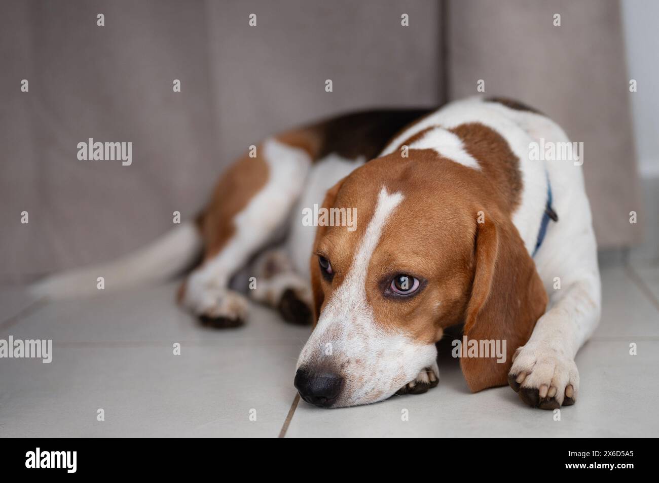 Trauriger Beagle-Hund lag auf dem Stockwerk Haus aus nächster Nähe Stockfoto