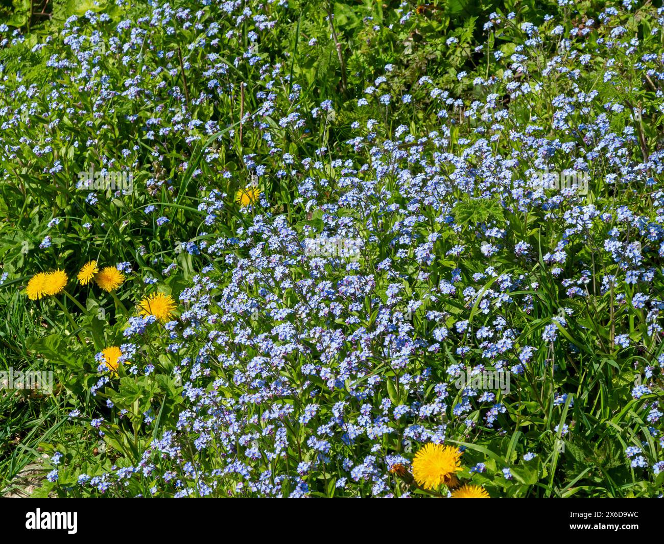 Wilde Grenze im Frühjahr mit Forget Me nots oder Myosotis, einer Gattung blühender Pflanzen aus der Familie Boraginaceae. Stockfoto