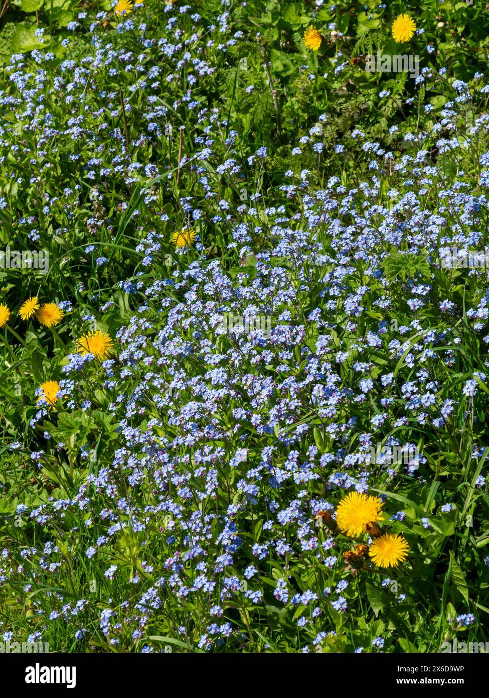 Wilde Grenze im Frühjahr mit Forget Me nots oder Myosotis, einer Gattung blühender Pflanzen aus der Familie Boraginaceae. Stockfoto