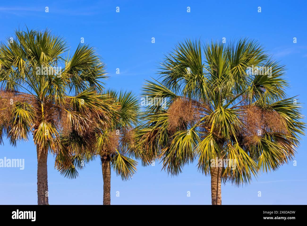 Drei Palmen füllen den blauen Himmel in Charleston, South Carolina, USA. Stockfoto