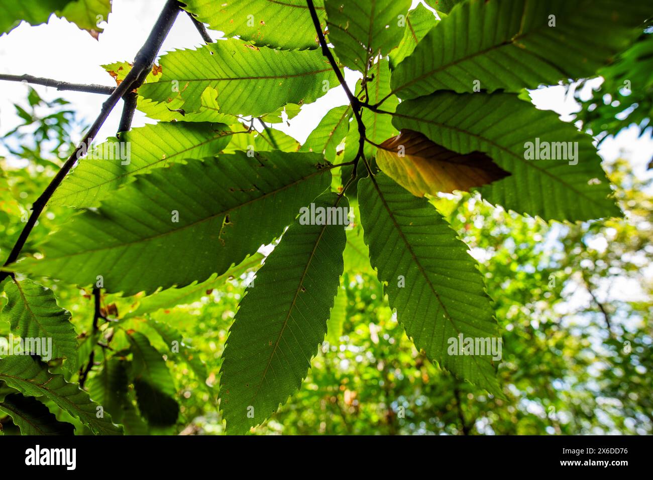 Nahaufnahme eines noch grünen Kastanienigels von Castanea sativa auf dem Baum, fotografiert mit den grünen Blättern im Frühling eines Kastanienbaums im Wald Stockfoto