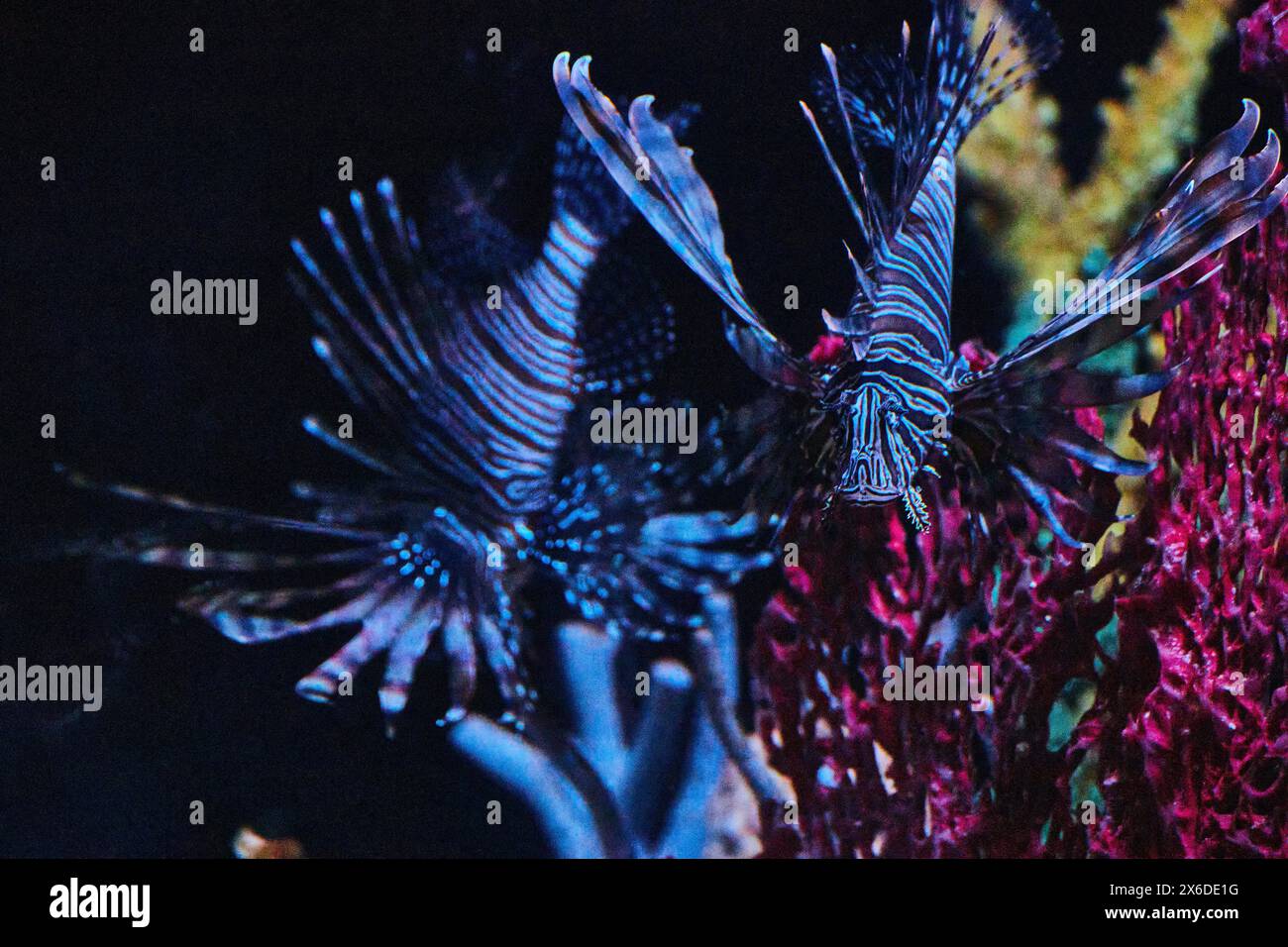 Dramatische Löwenfische im Aquarium, Low-Angle-View Stockfoto