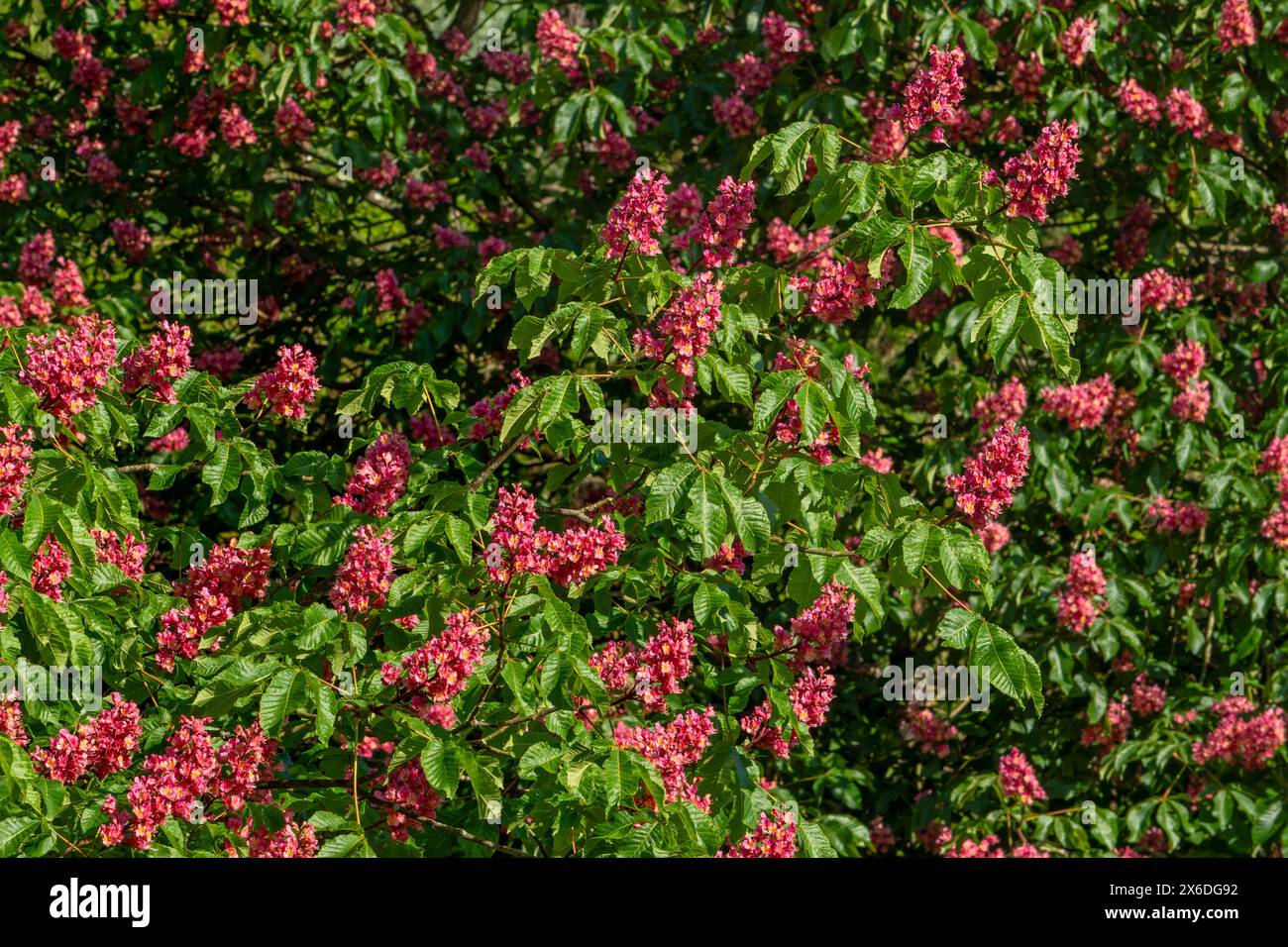 Blühender künstlicher Hybridbaum aus roter Rosskastanie (Aesculus x carnea) mit Blüten und Blättern im Frühjahr Stockfoto