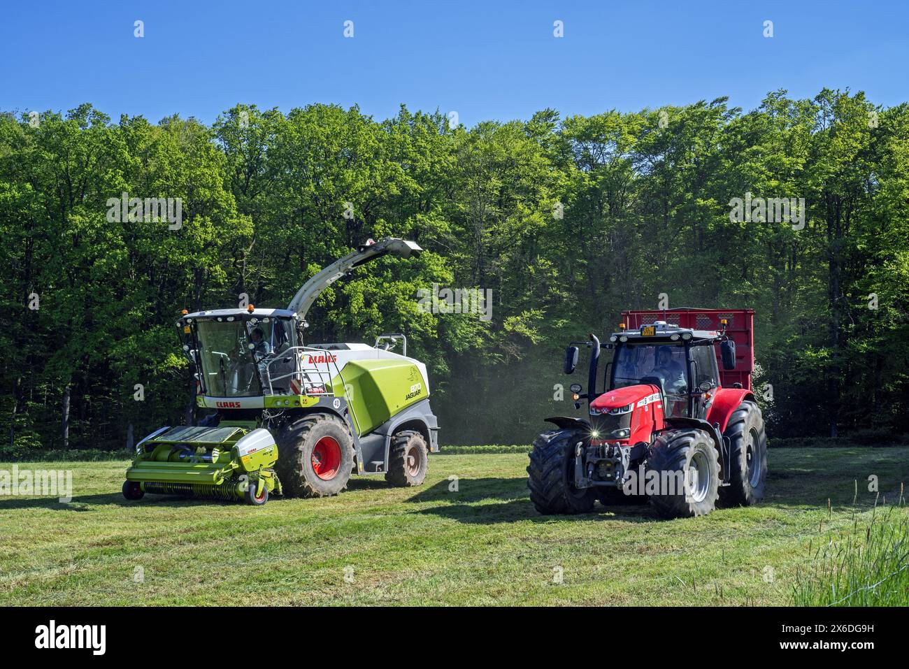 Traktor mit Anhänger neben dem Feldhäcksler Claas Jaguar 870/selbstfahrendem Silagehäcksler zur Ernte von Gras auf der Wiese/Weide Stockfoto
