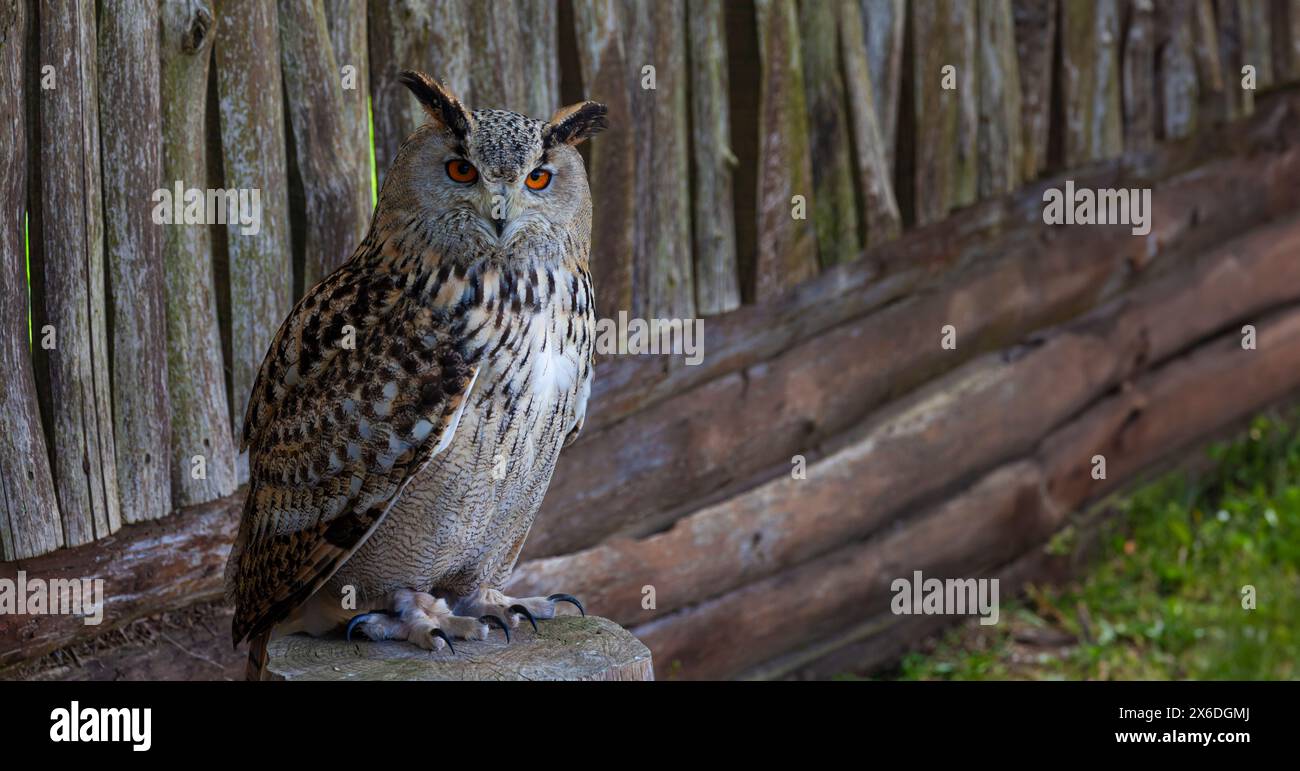 Eurasische Eule auf einem Holz stationiert, ihre scharfen orangen Augen wachsam und gefiedertes Gefieder ausgearbeitet. Stockfoto