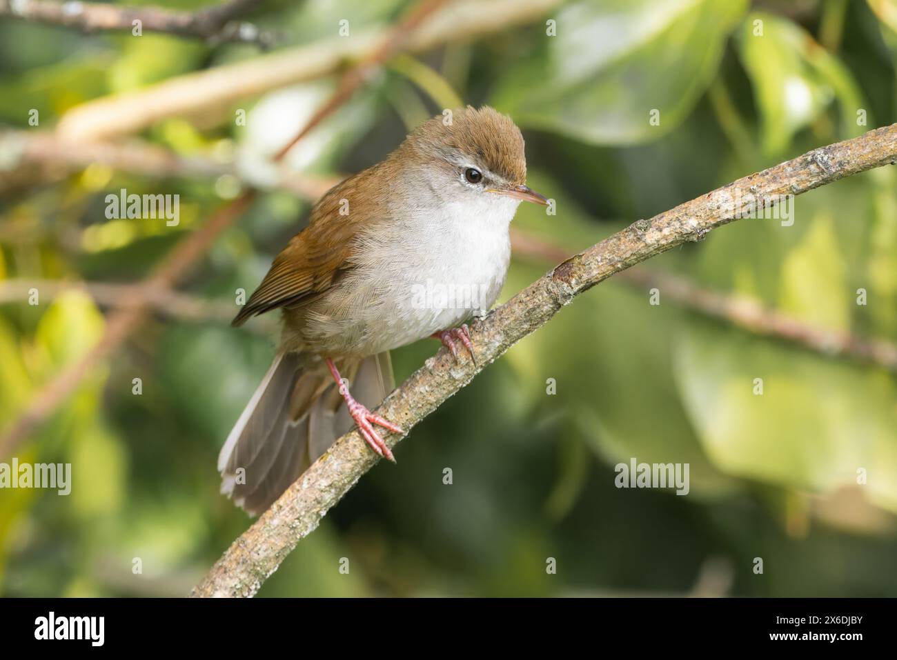Ein junger Cetti's Warbler, der am Rande einer Ziegenhecke thront Stockfoto