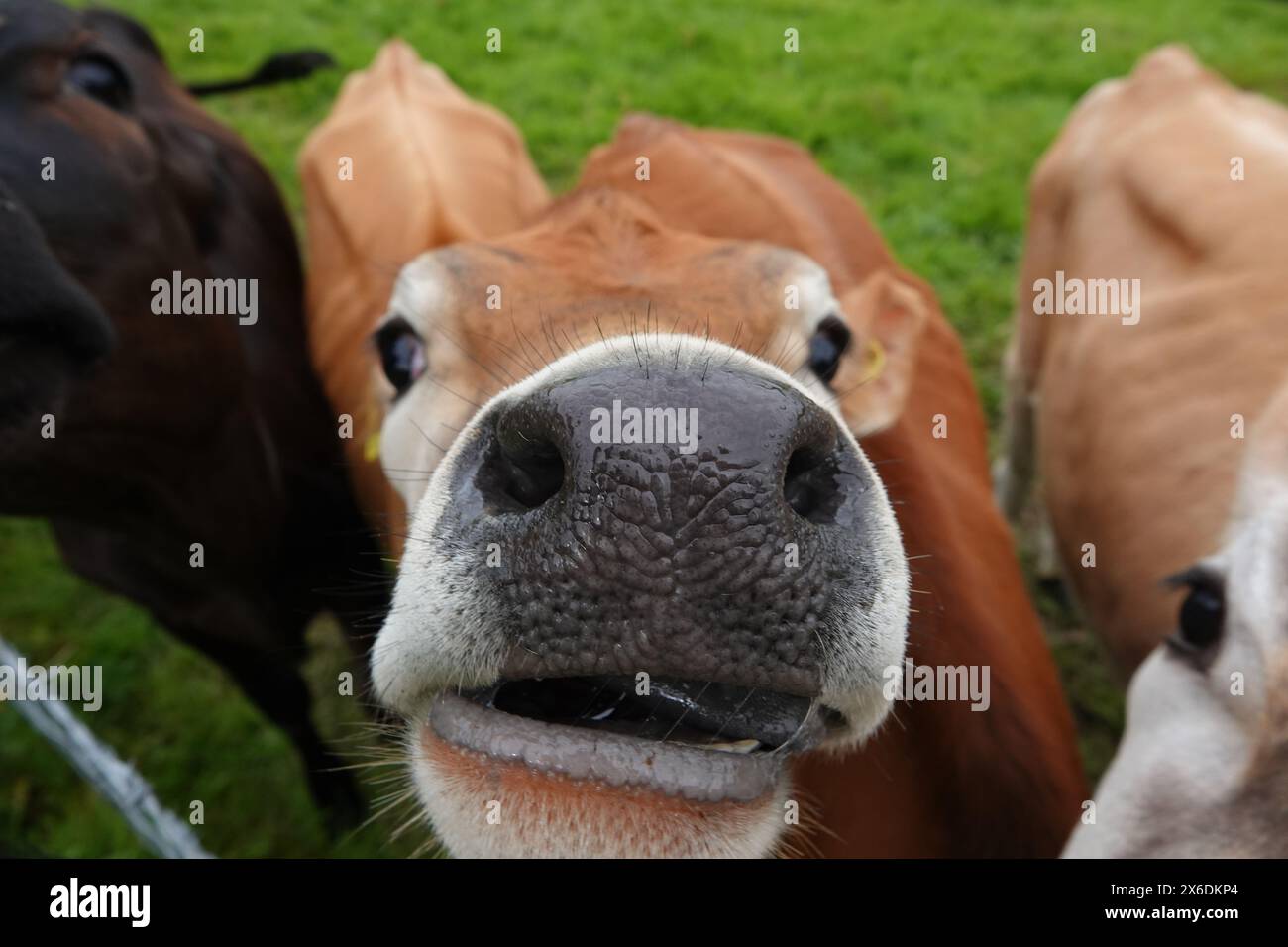Jersey Kalb Sagt Hallo Stockfoto